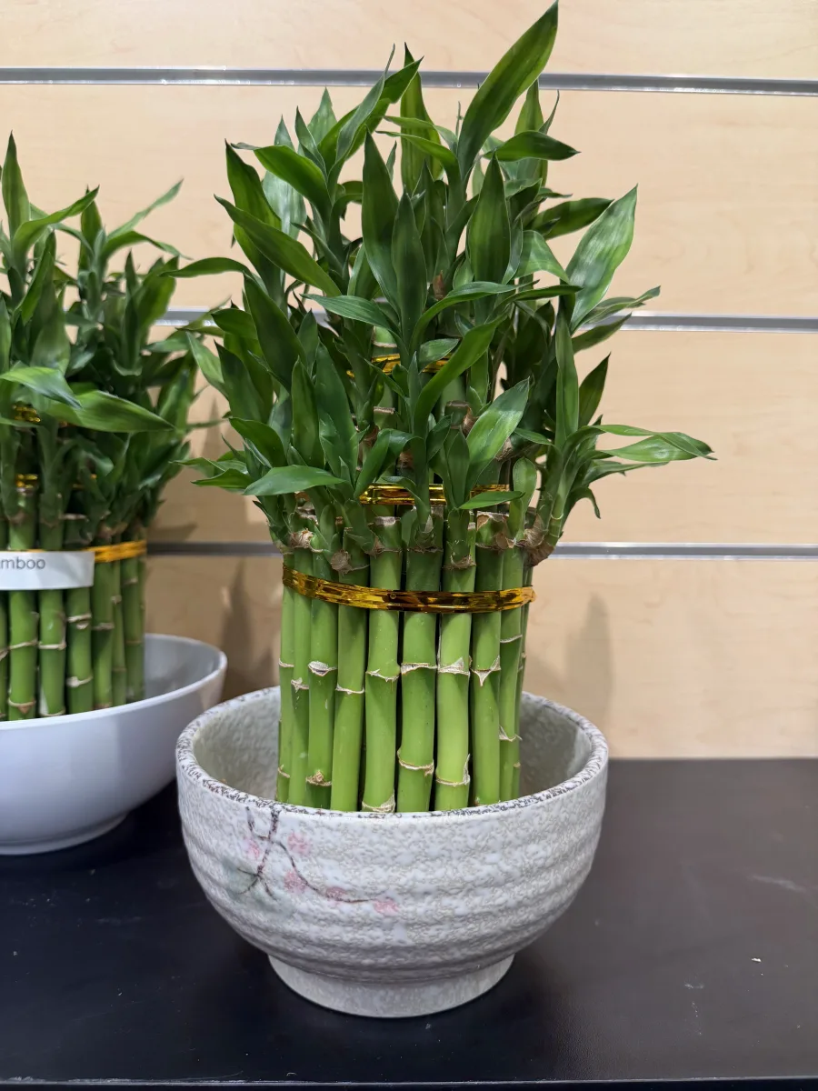 Lucky Bamboo Spiral