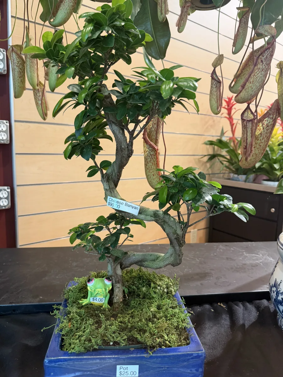 Classic Banyan