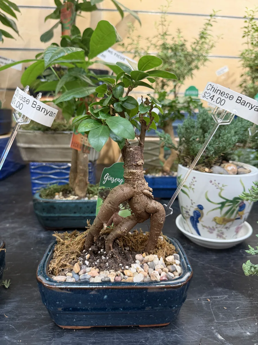 Braided Trunk