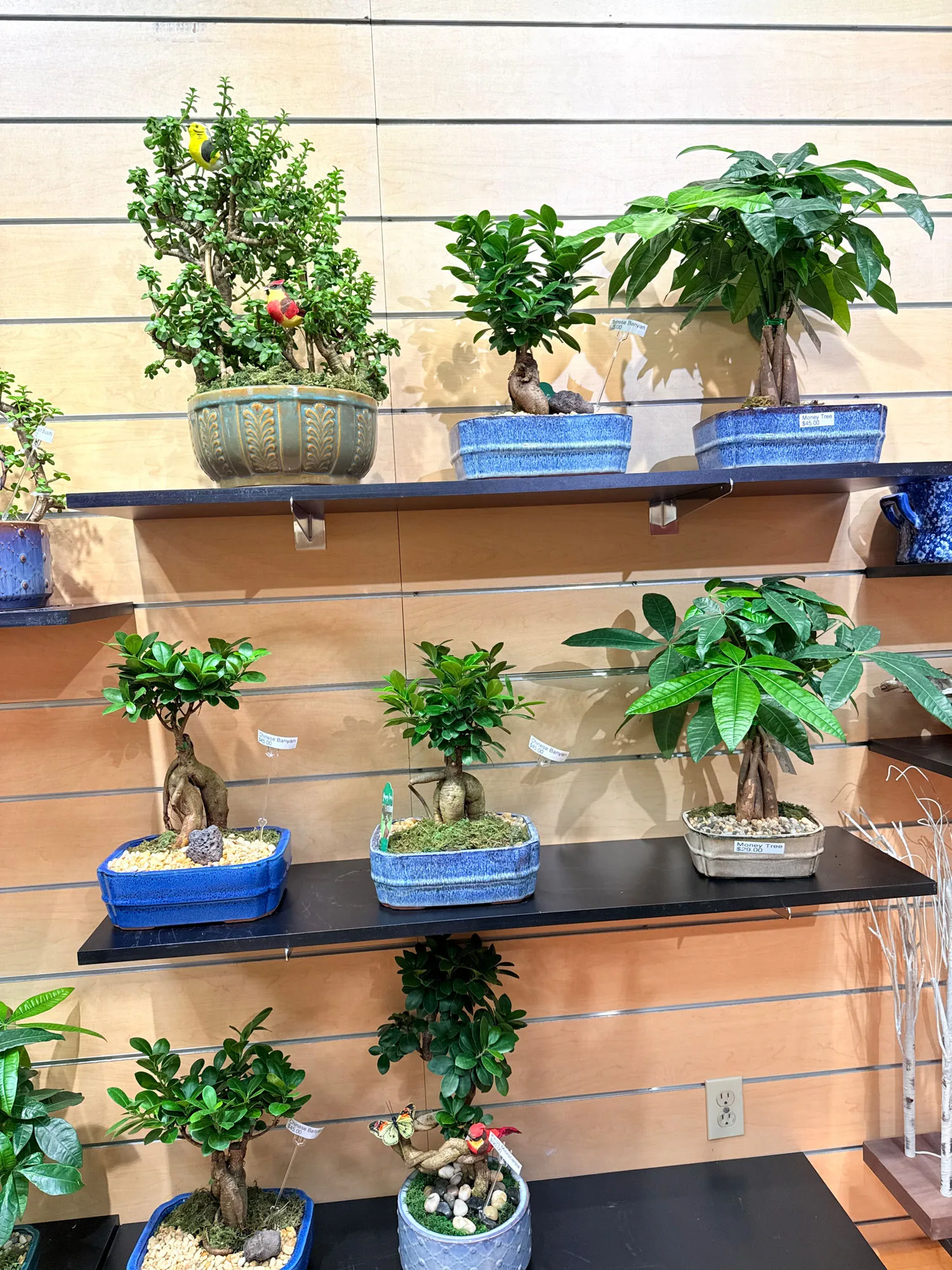 Chinese Elm