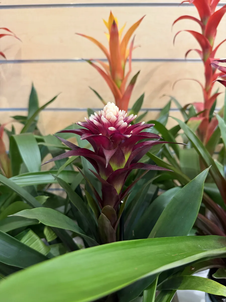 Guzmania Red