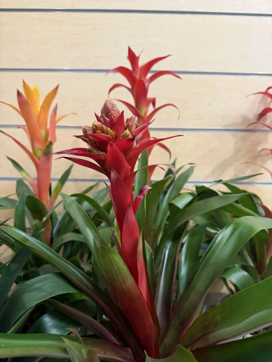 Aechmea Silver Vase