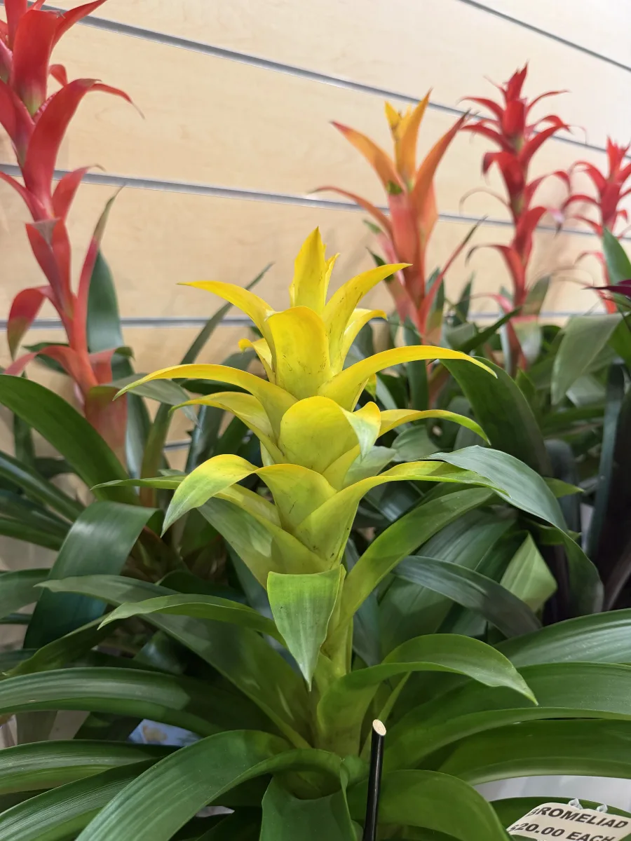 Vriesea Flaming Sword