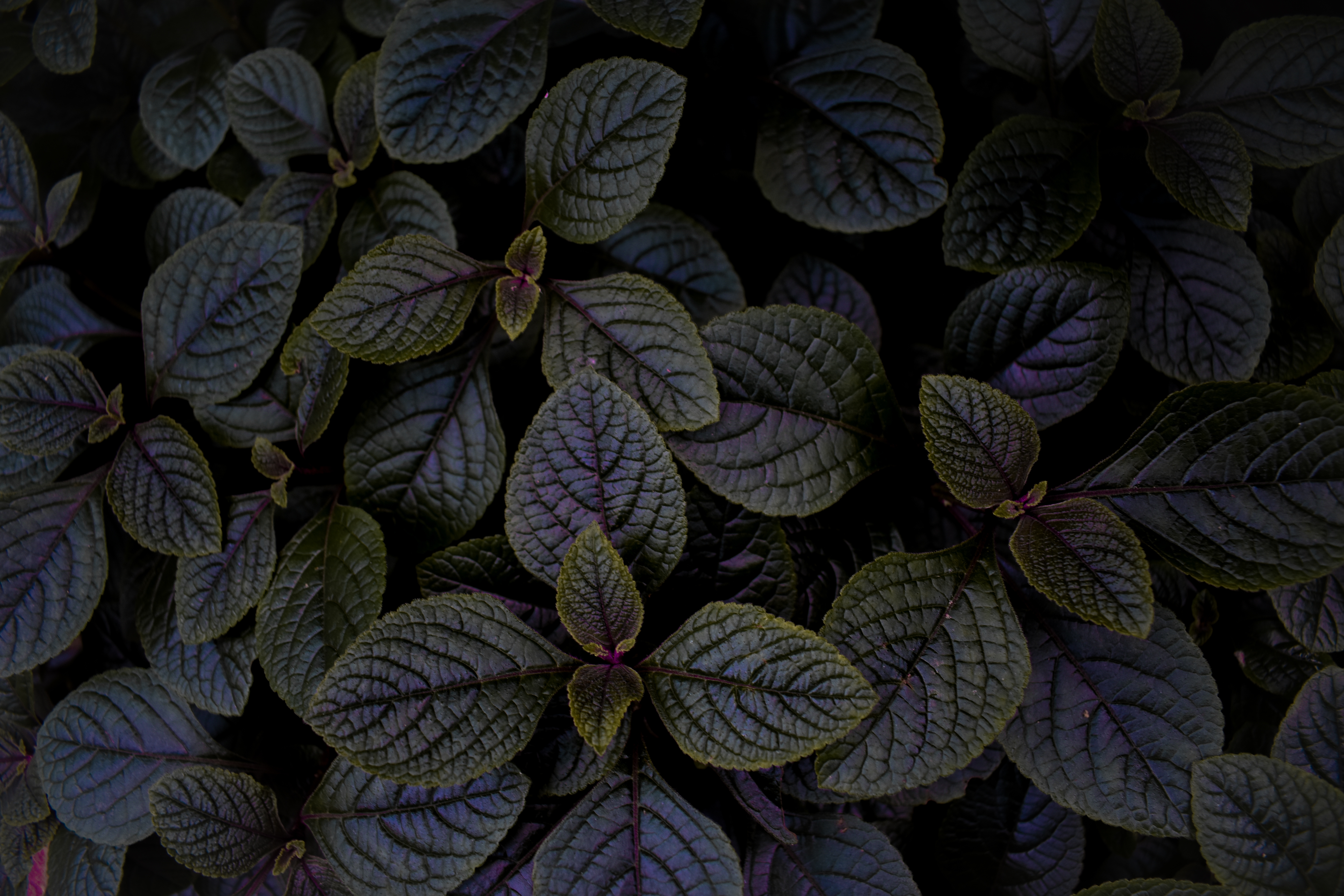 Dark purple leaves
