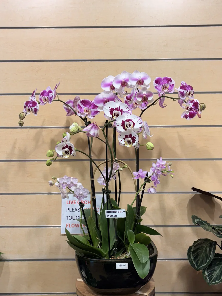White and purple spotted Phalaenopsis orchid on display at The Orchid Lady, Countryside Mall, Clearwater FL