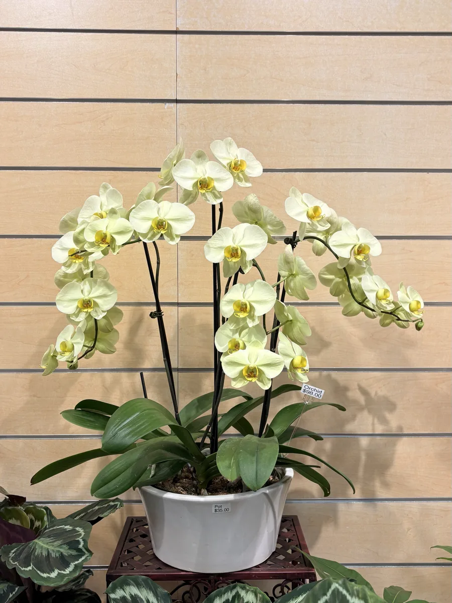 Pale yellow Phalaenopsis orchid arrangement at The Orchid Lady, Countryside Mall, Clearwater FL