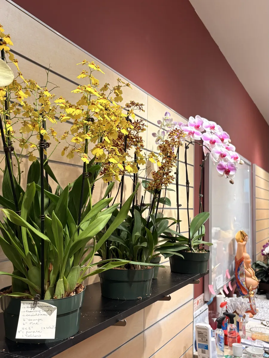 Yellow Oncidium orchid sprays on display at The Orchid Lady, Countryside Mall, Clearwater FL