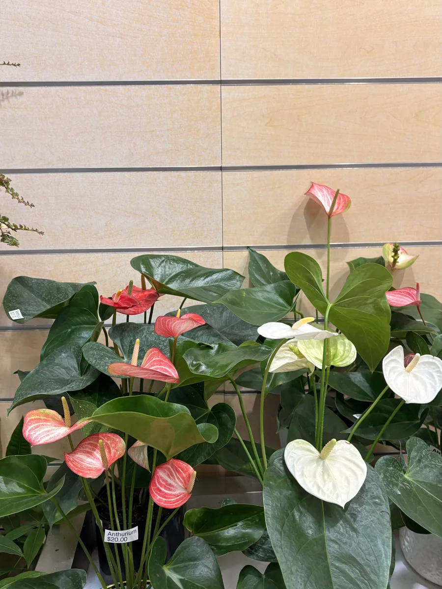 Assorted Anthurium plants on display at The Orchid Lady, Countryside Mall, Clearwater FL