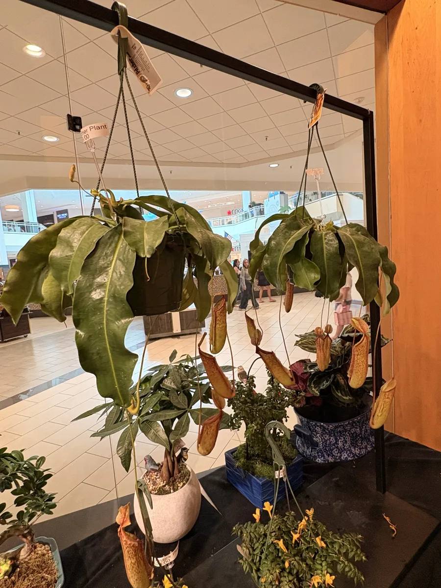 Hanging Nepenthes pitcher plants at the entrance of The Orchid Lady, Countryside Mall, Clearwater FL