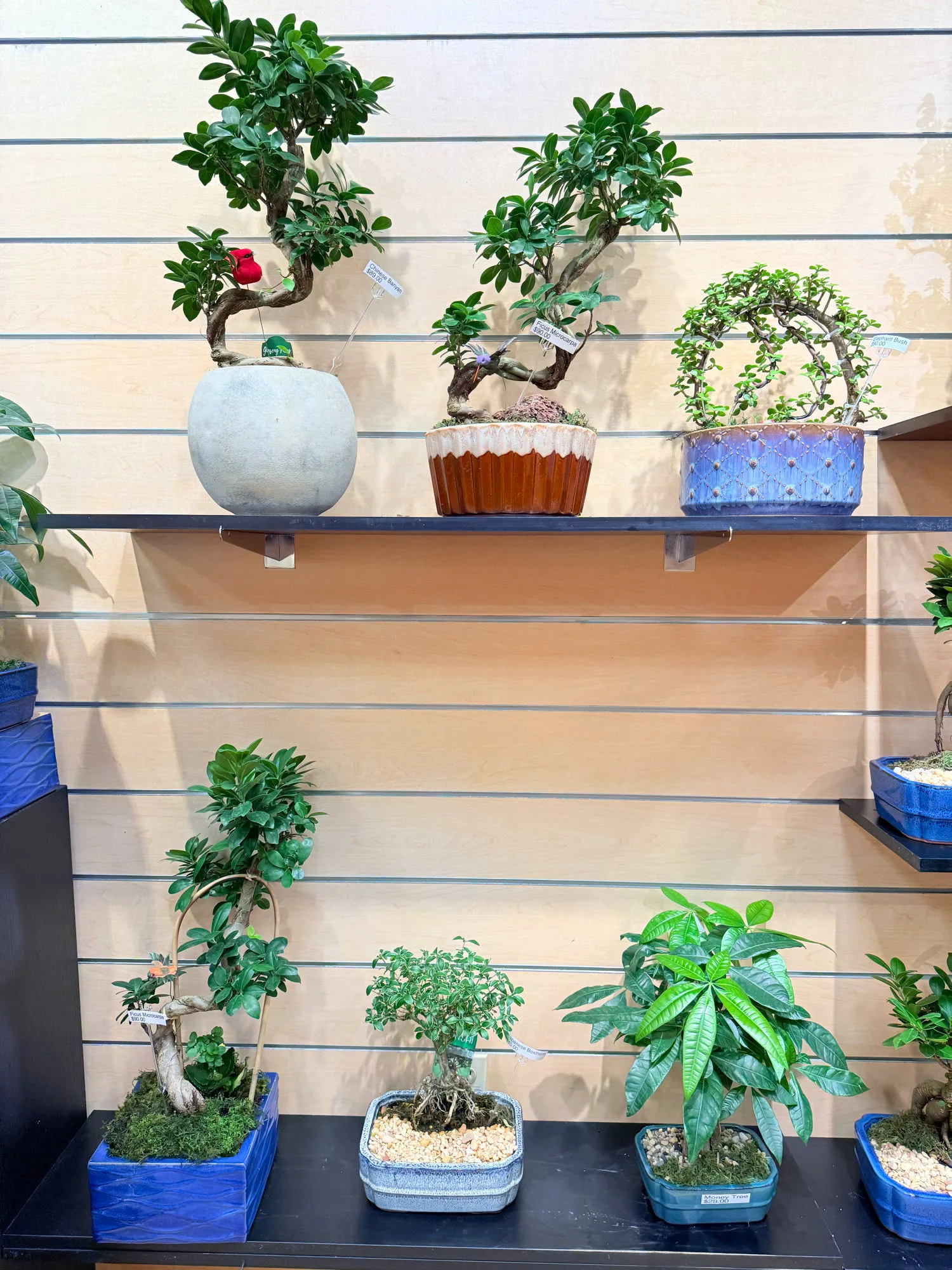 A collection of bonsai trees on display at The Orchid Lady, Countryside Mall, Clearwater FL