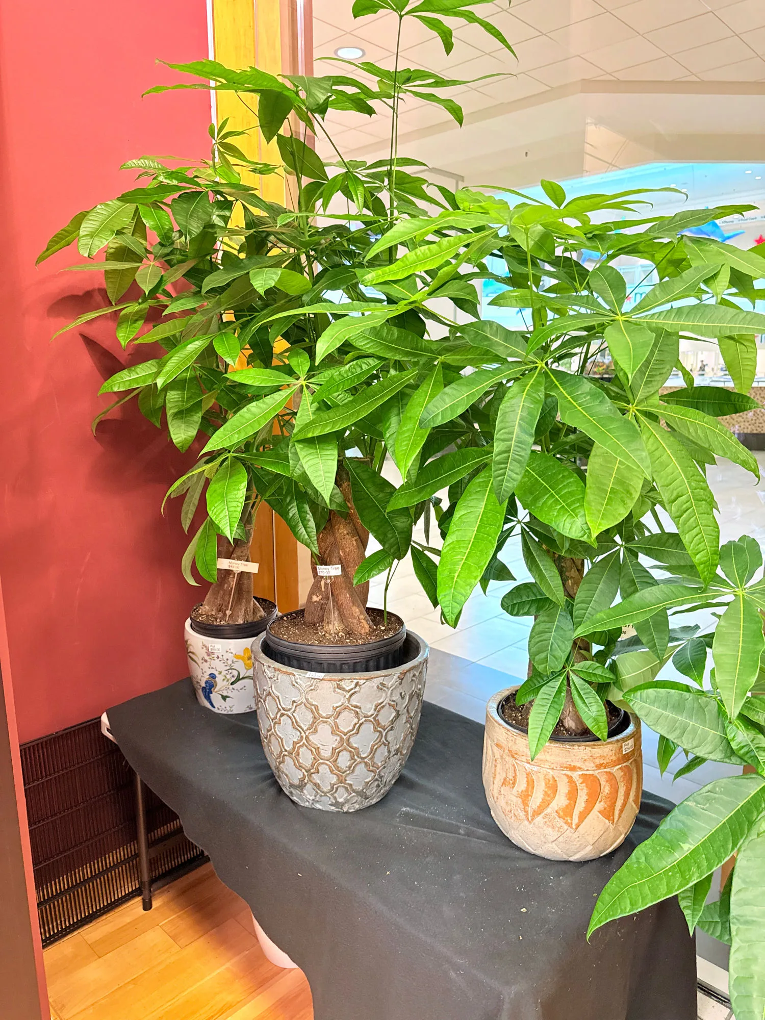 A braided money tree in an ornate planter at The Orchid Lady, Countryside Mall, Clearwater FL