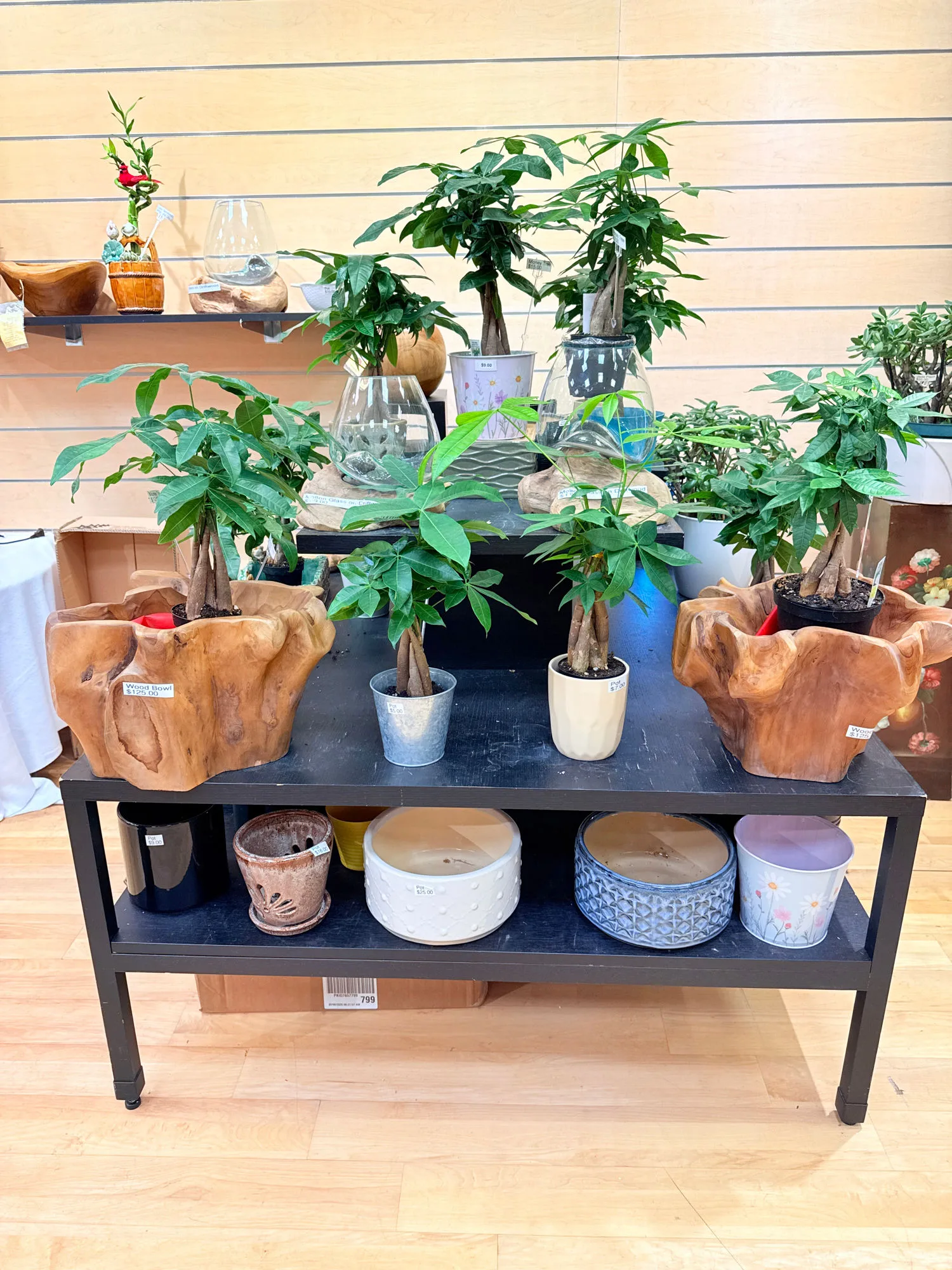 Braided money trees displayed in wood bowl planters at The Orchid Lady, Countryside Mall, Clearwater FL