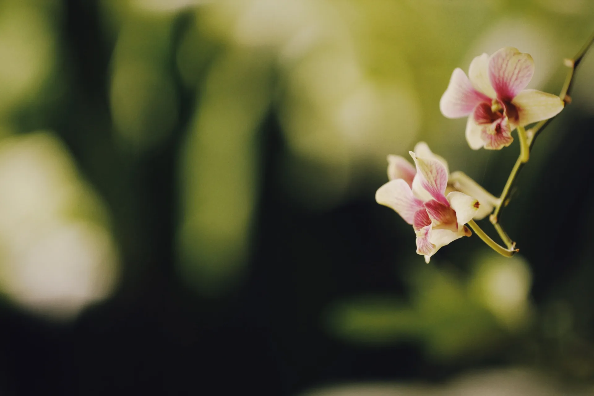 Orchid blooms on a branch