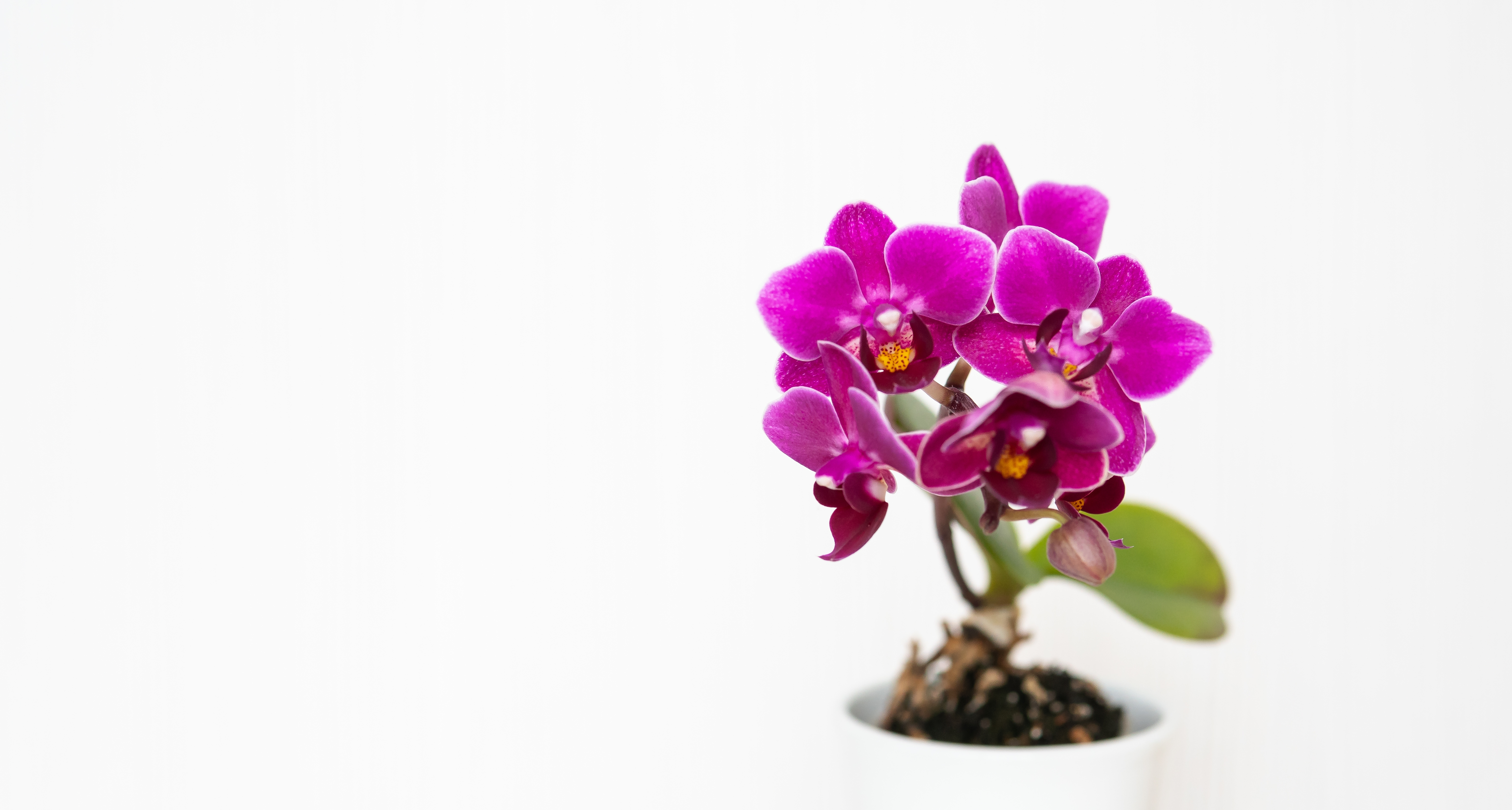 Purple orchid flowers