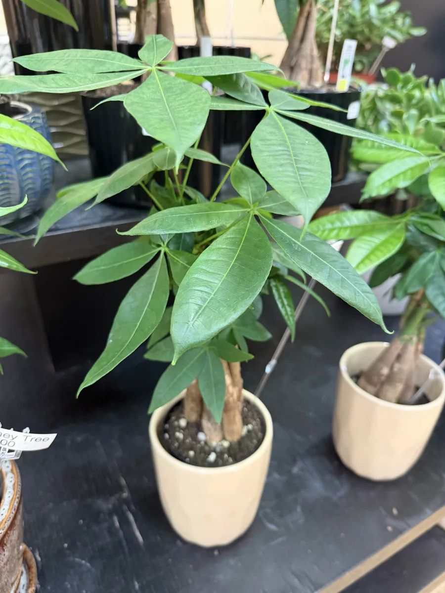 Single Trunk