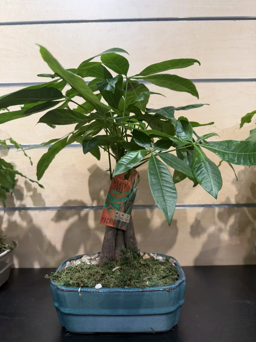 Variegated