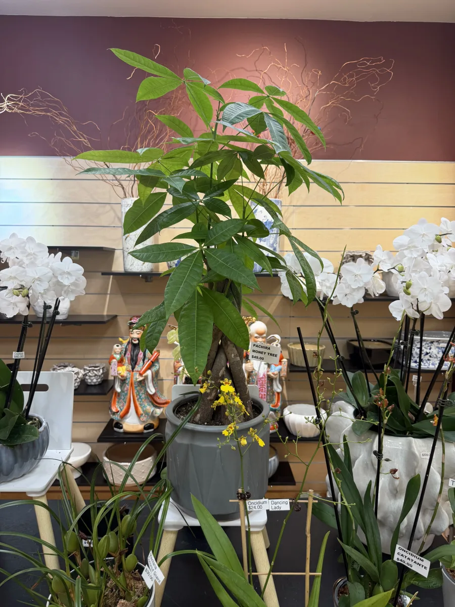 Tall Statement Specimen