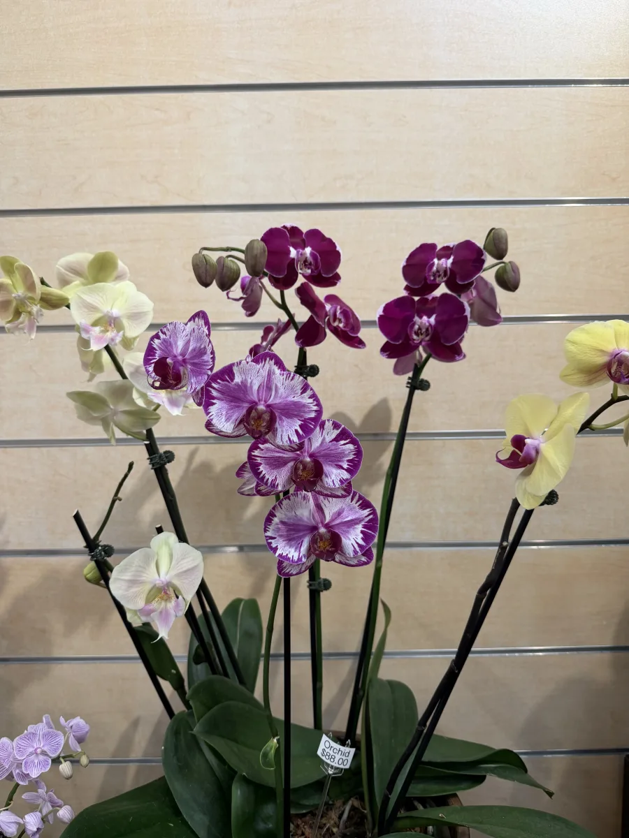 Phalaenopsis Moth Orchid