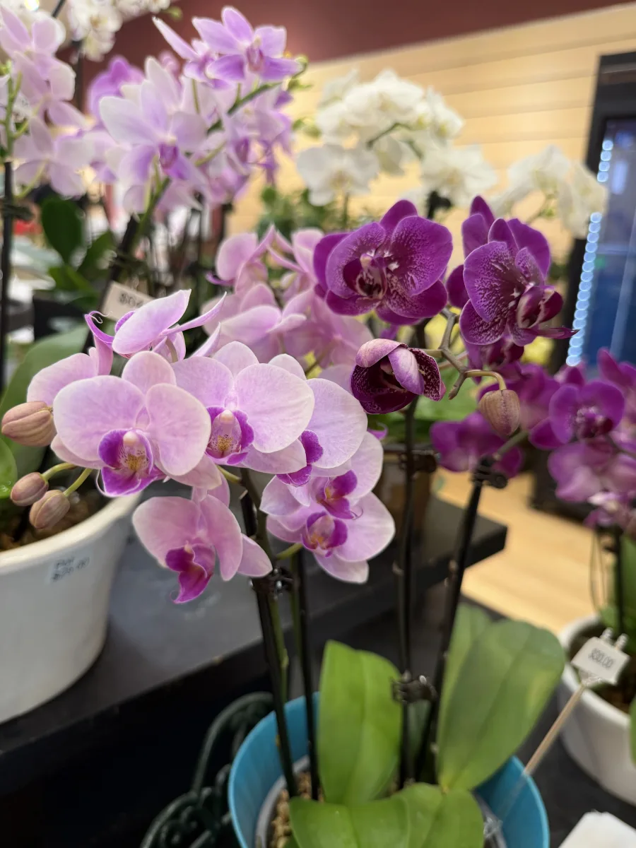 Cattleya Corsage