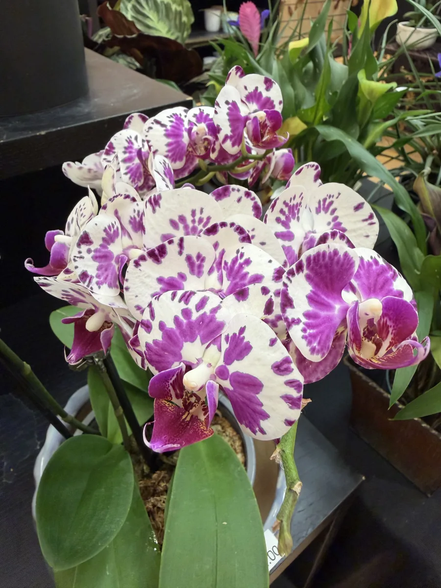 Dendrobium Spray