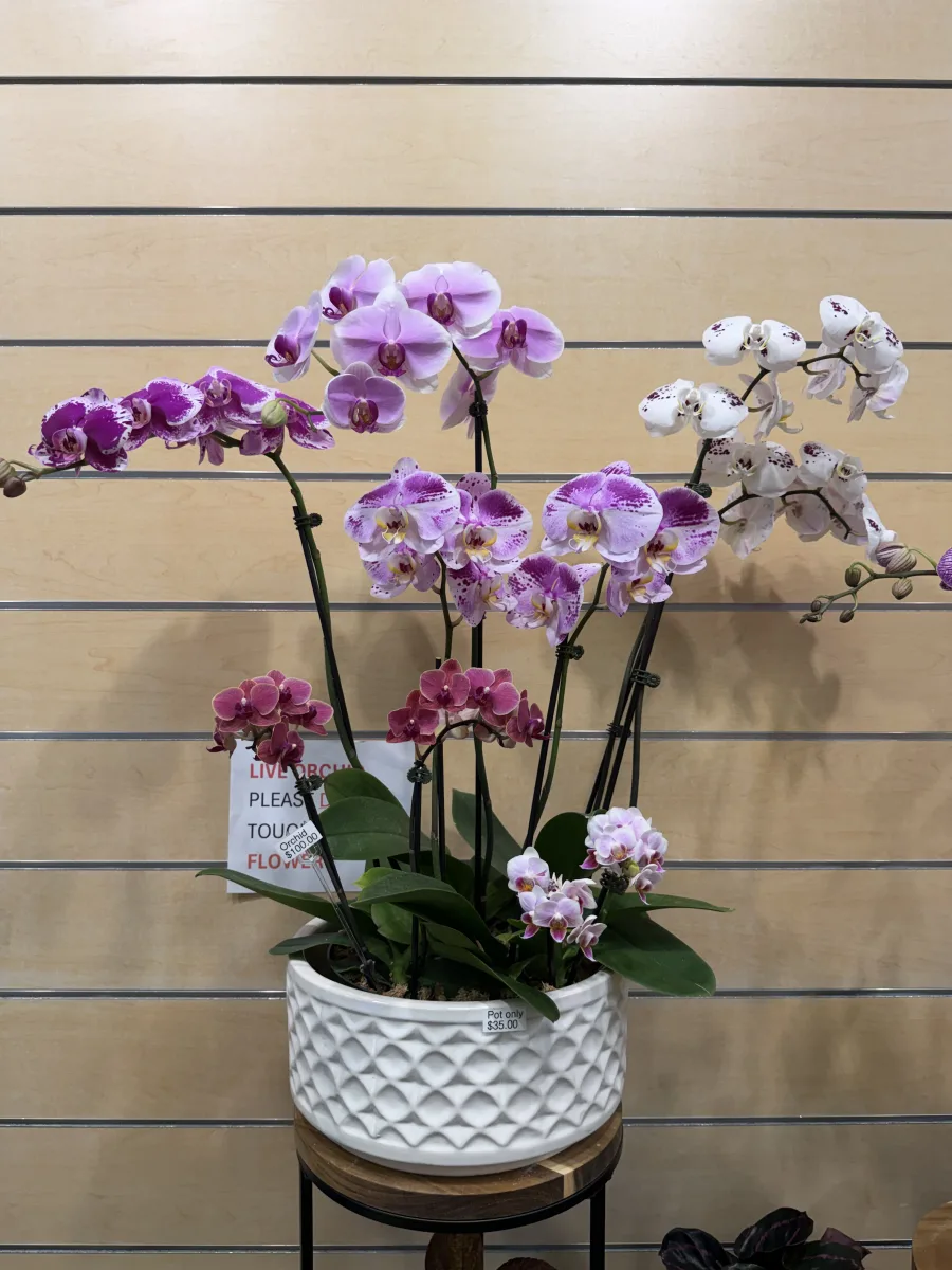 Miltoniopsis Pansy