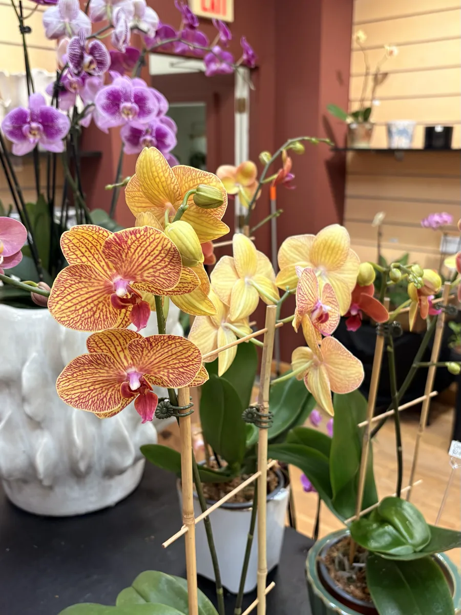 Zygopetalum Fragrant