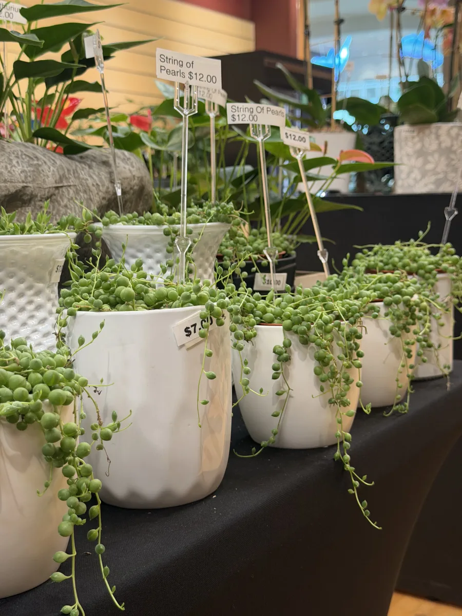Variegated