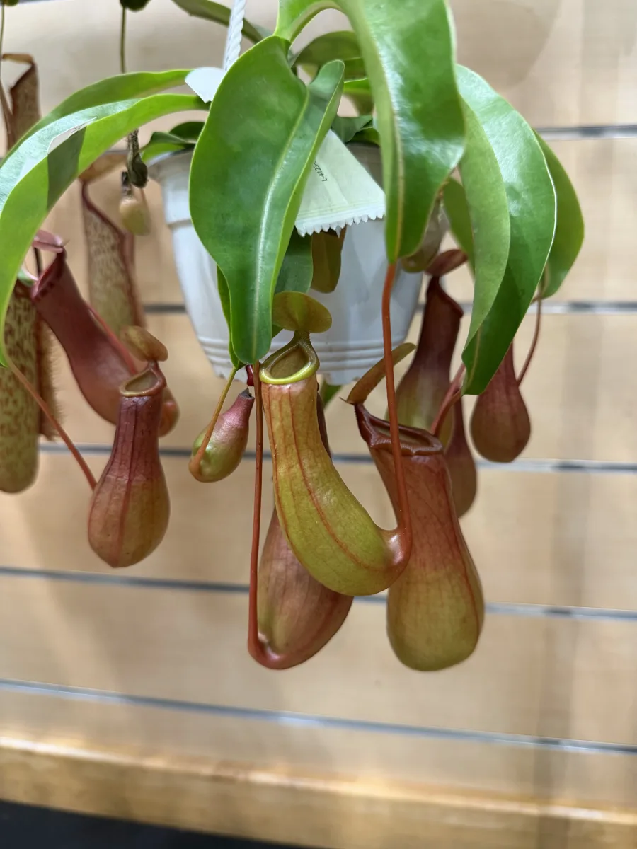 Nepenthes Alata