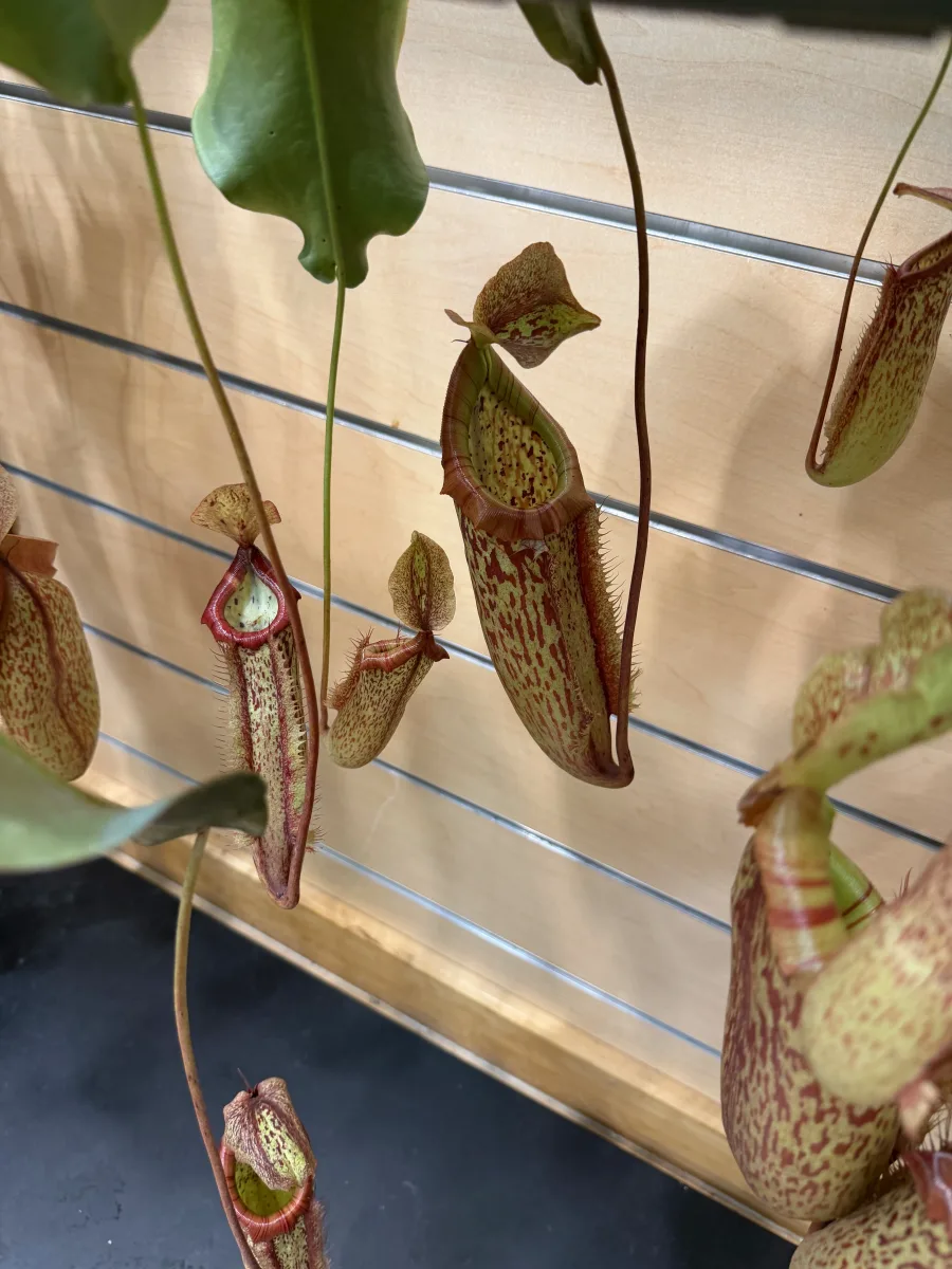Nepenthes Ventricosa