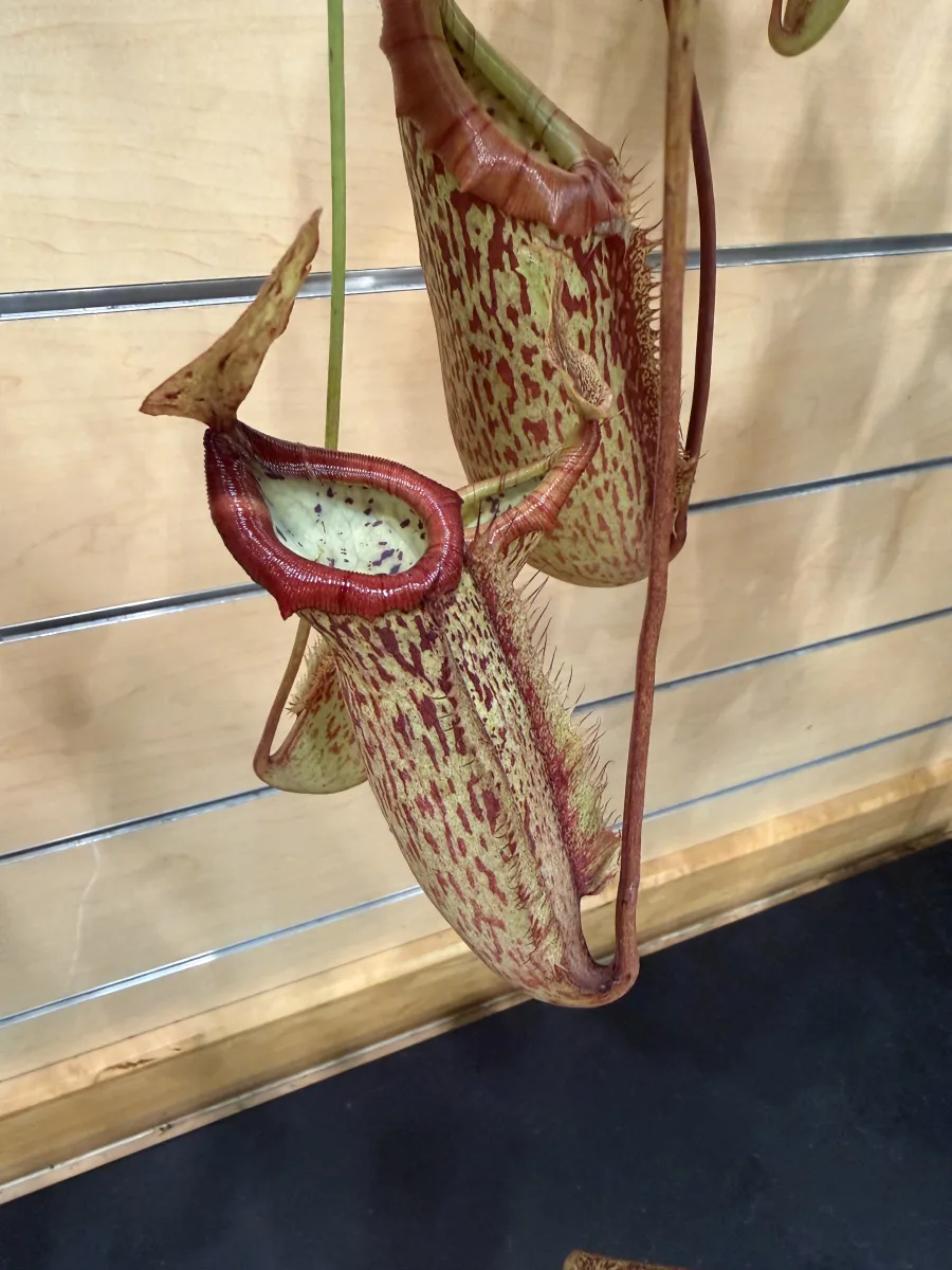 Sarracenia Hybrid