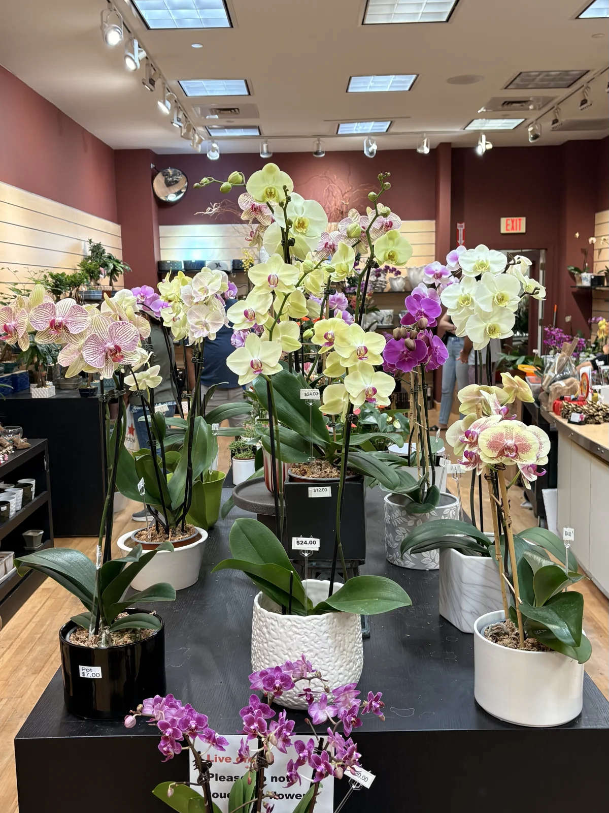 Colourful orchids on display at The Orchid Lady