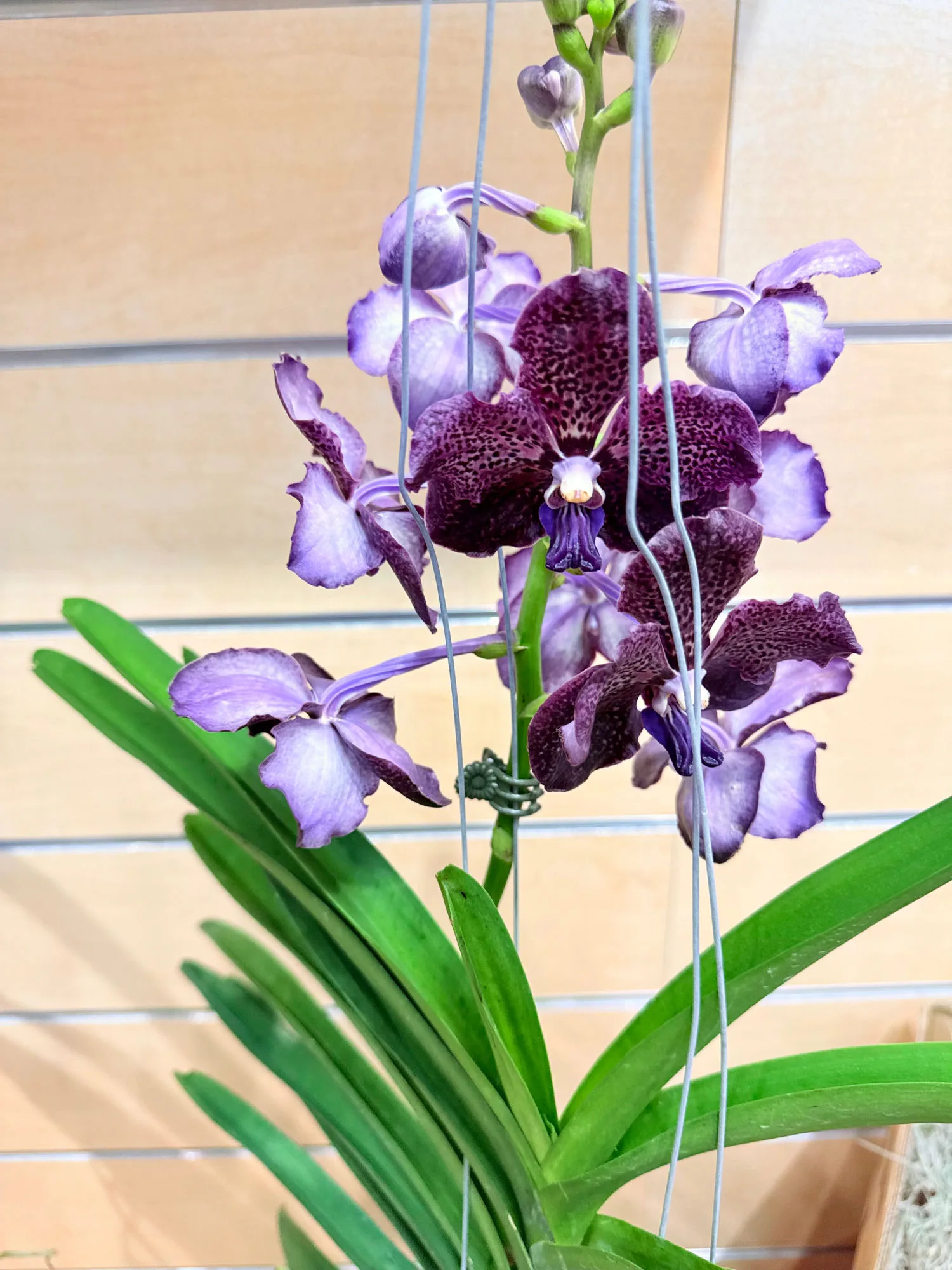 Coerulea Blue