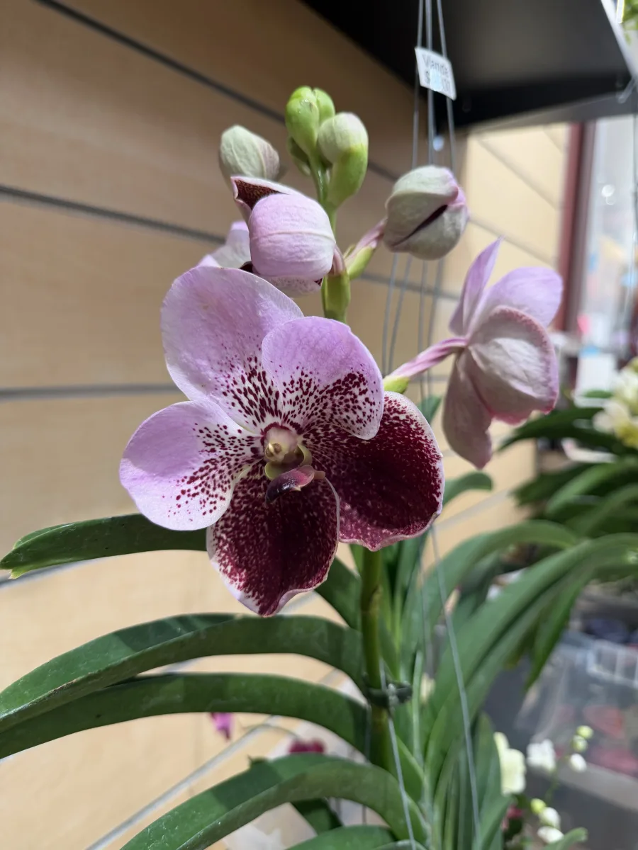 Mini Vanda Hybrid