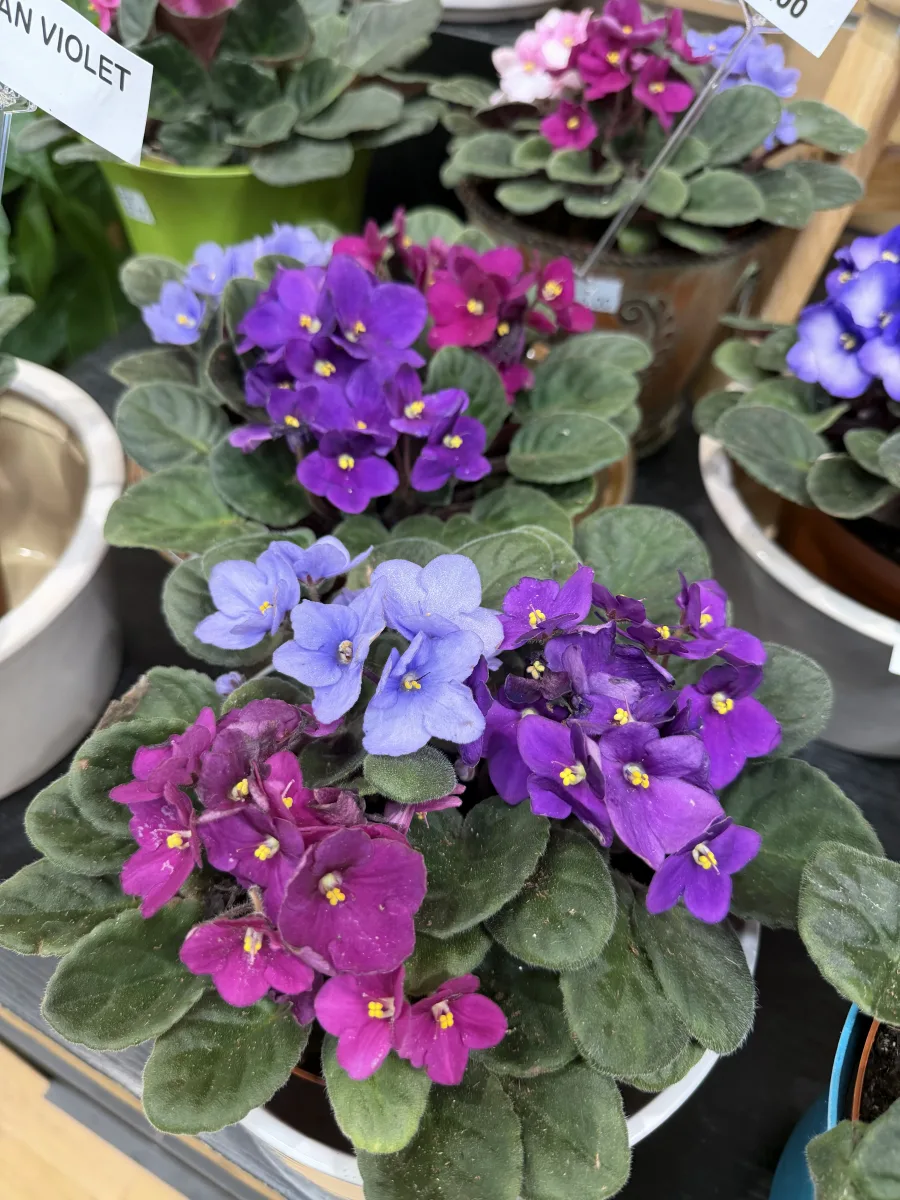 Classic Purple